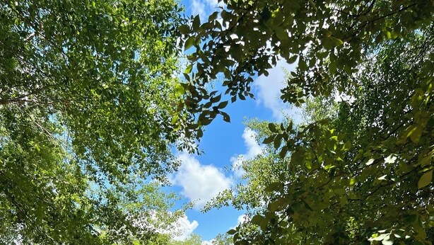 A sandy volleyball court surrounded by trees and a clear blue sky. - West Wing at the Manor w/ Swimming Pond & Sand Volleyball Access (Montgomery)