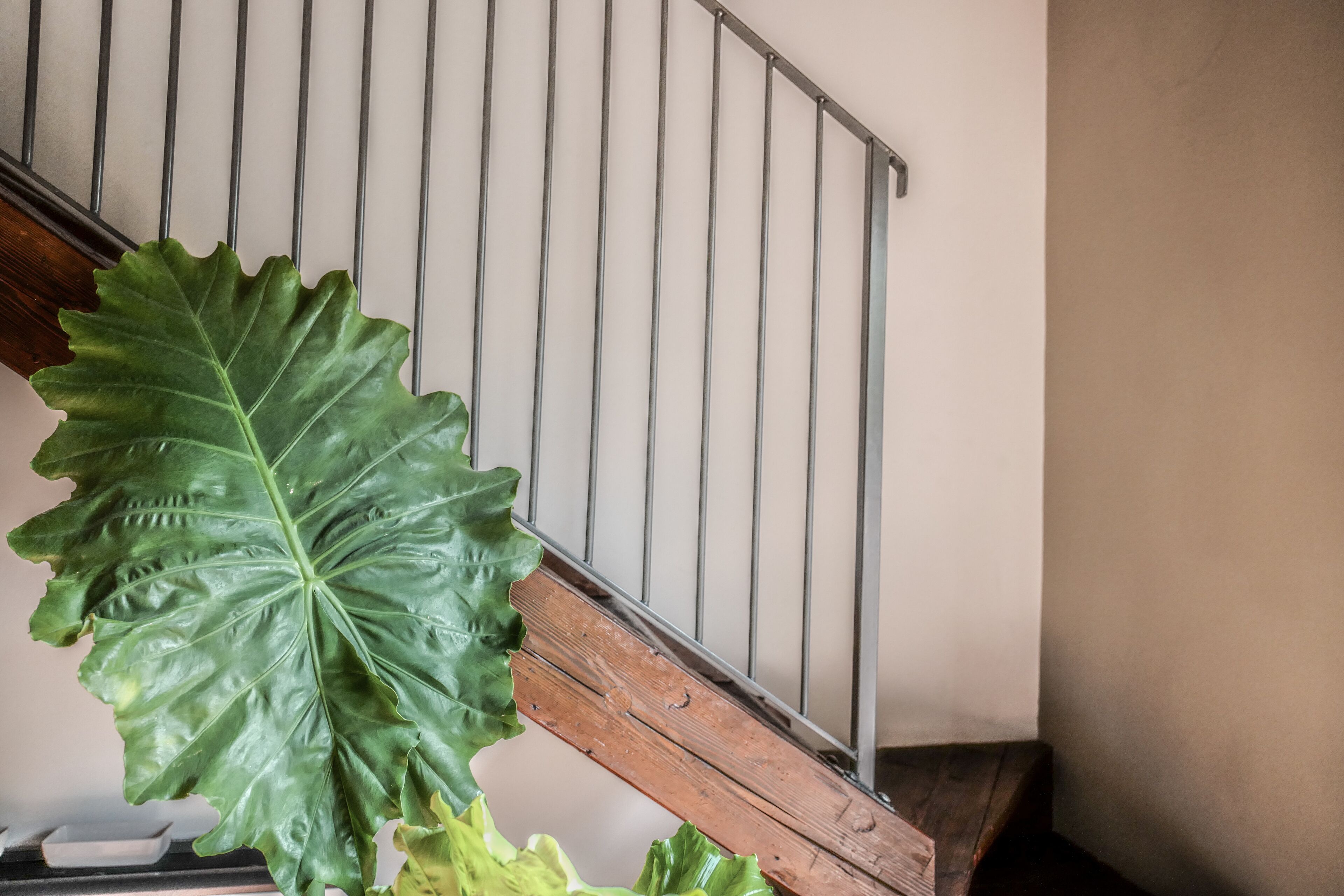 A staircase with a large green plant on the left side.