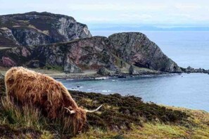 A highland cow grazing near a rocky coastline with a view of the sea.