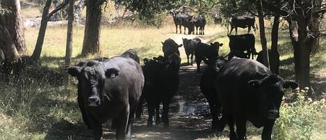 A group of cows walking on a dirt path surrounded by trees.