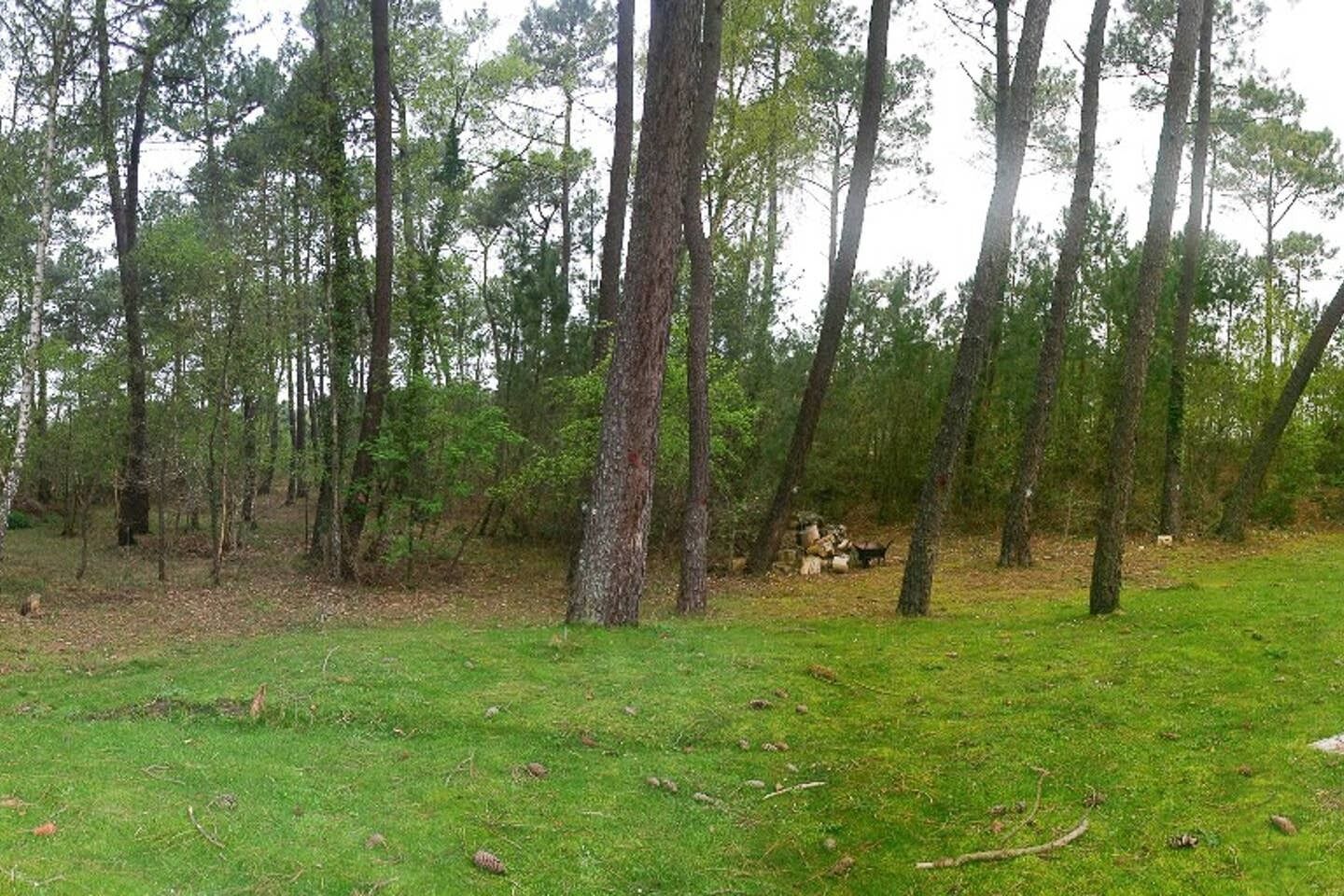 Une zone boisée avec de grands arbres et une clairière herbeuse.