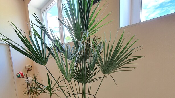 A hallway with potted plants, a sports-themed decoration, and a painting on the wall. - Gabriel (Maardu)