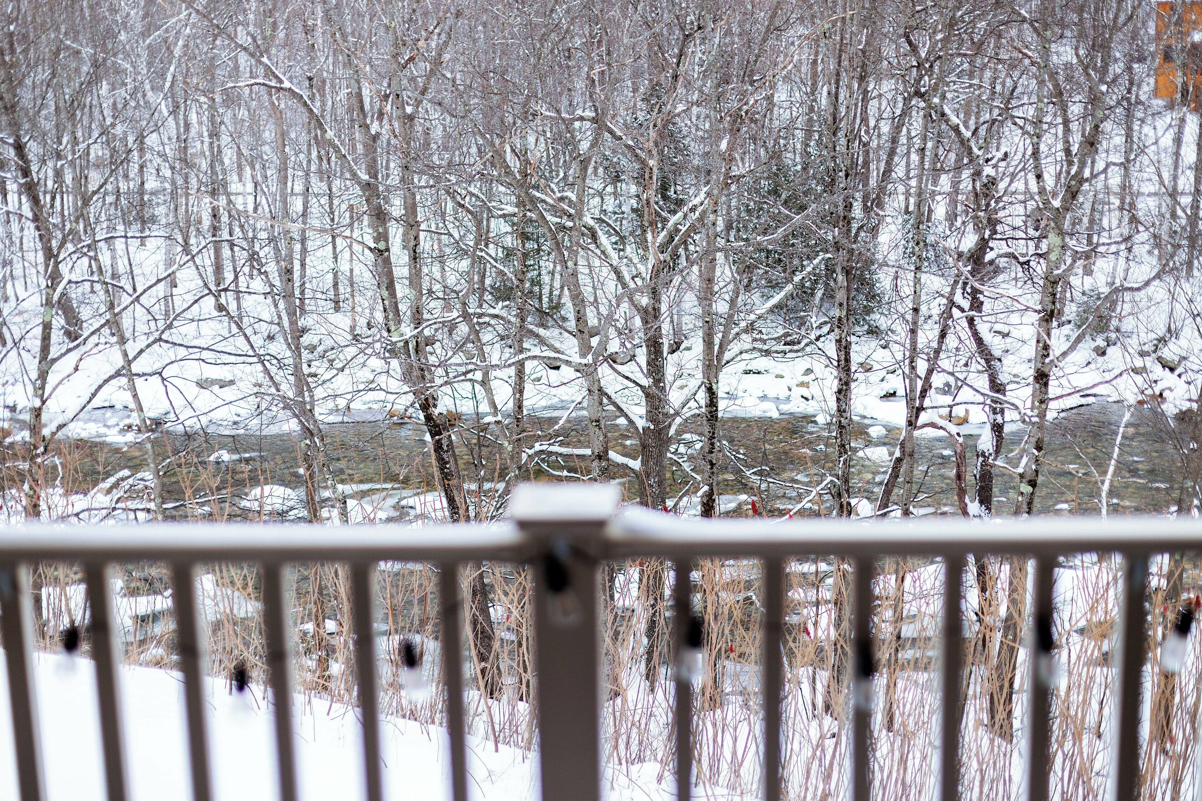 A snowy landscape with bare trees and a fence in the foreground.