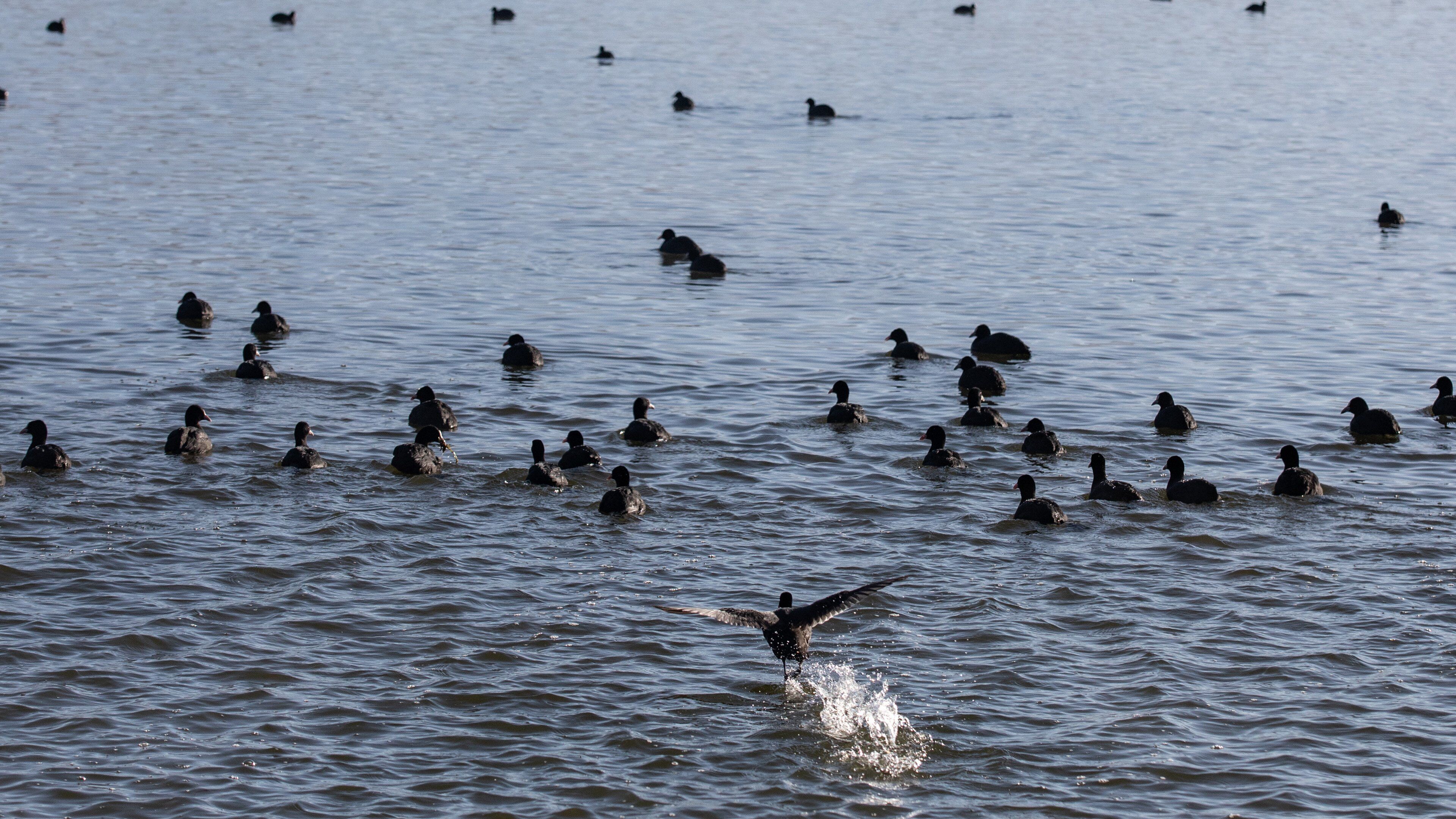 A body of water with multiple ducks swimming.