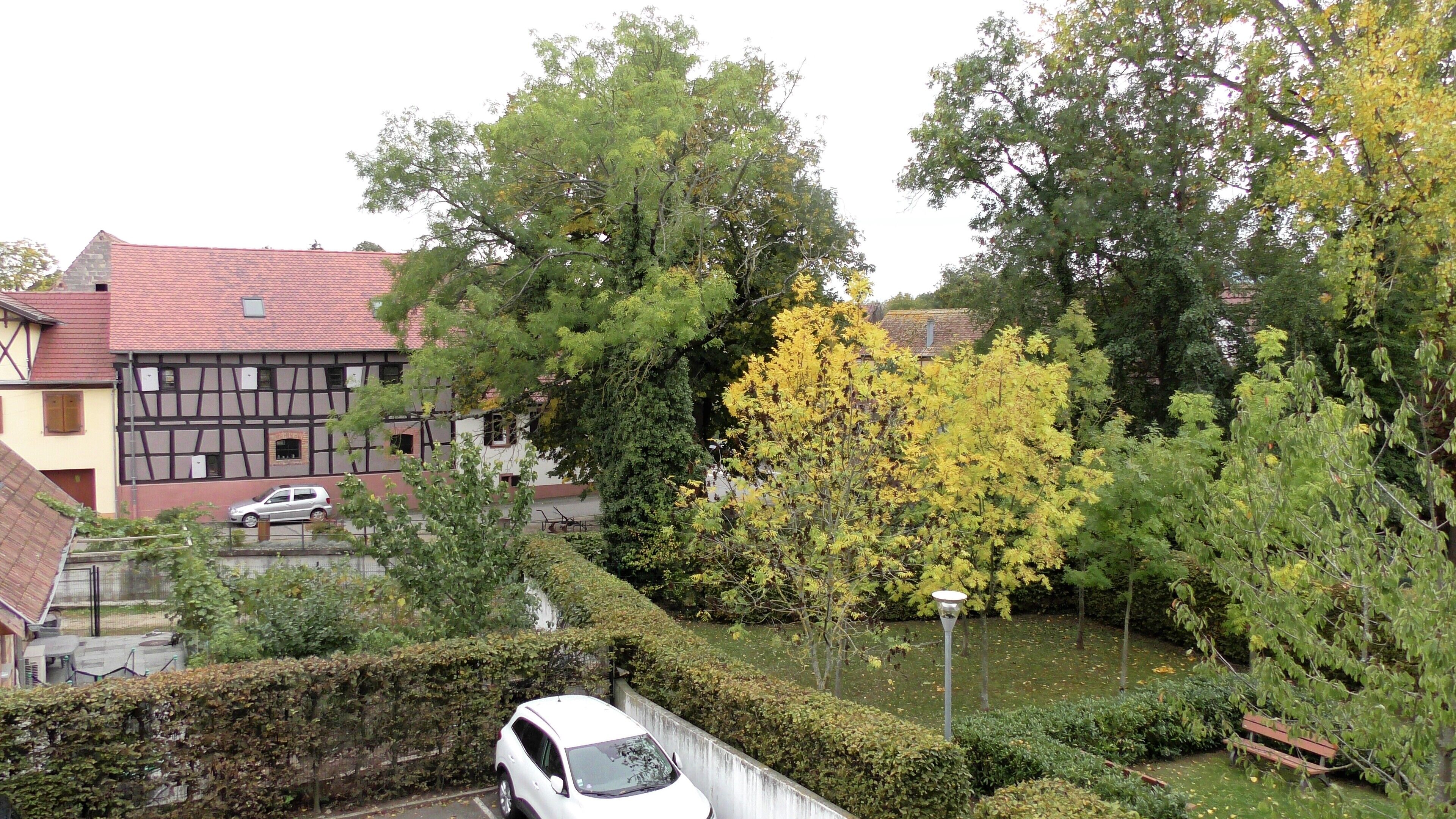 A residential area with a white car parked in a driveway, a hedge, and a tree with yellow leaves.