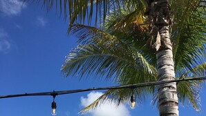 A marina with boats docked, a palm tree, and an American flag. - Maximo Marina Condo • Heated pool, Near Pass-a-Grille, Downtown & Eckerd (St. Petersburg)