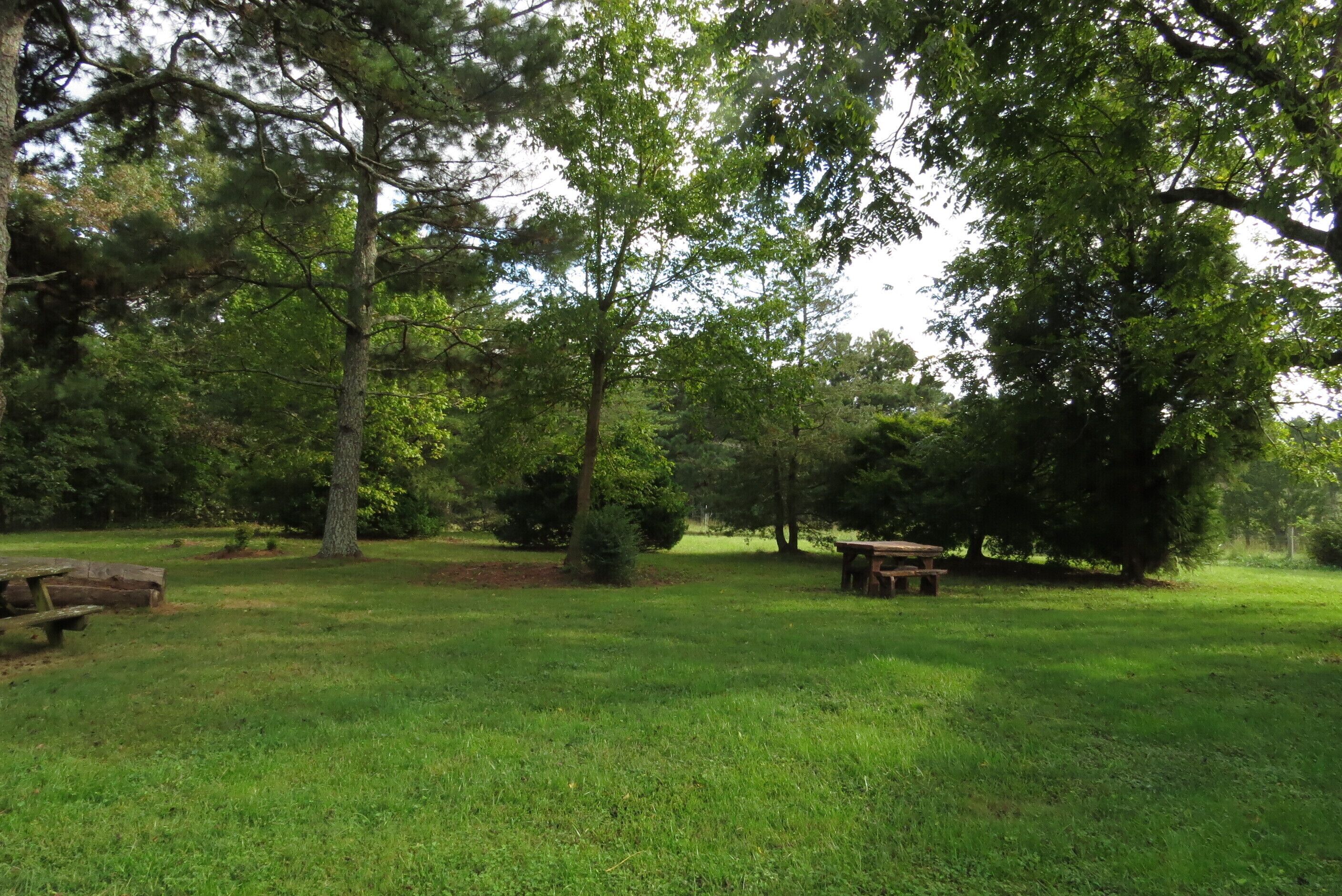 A grassy park area with picnic tables and trees.
