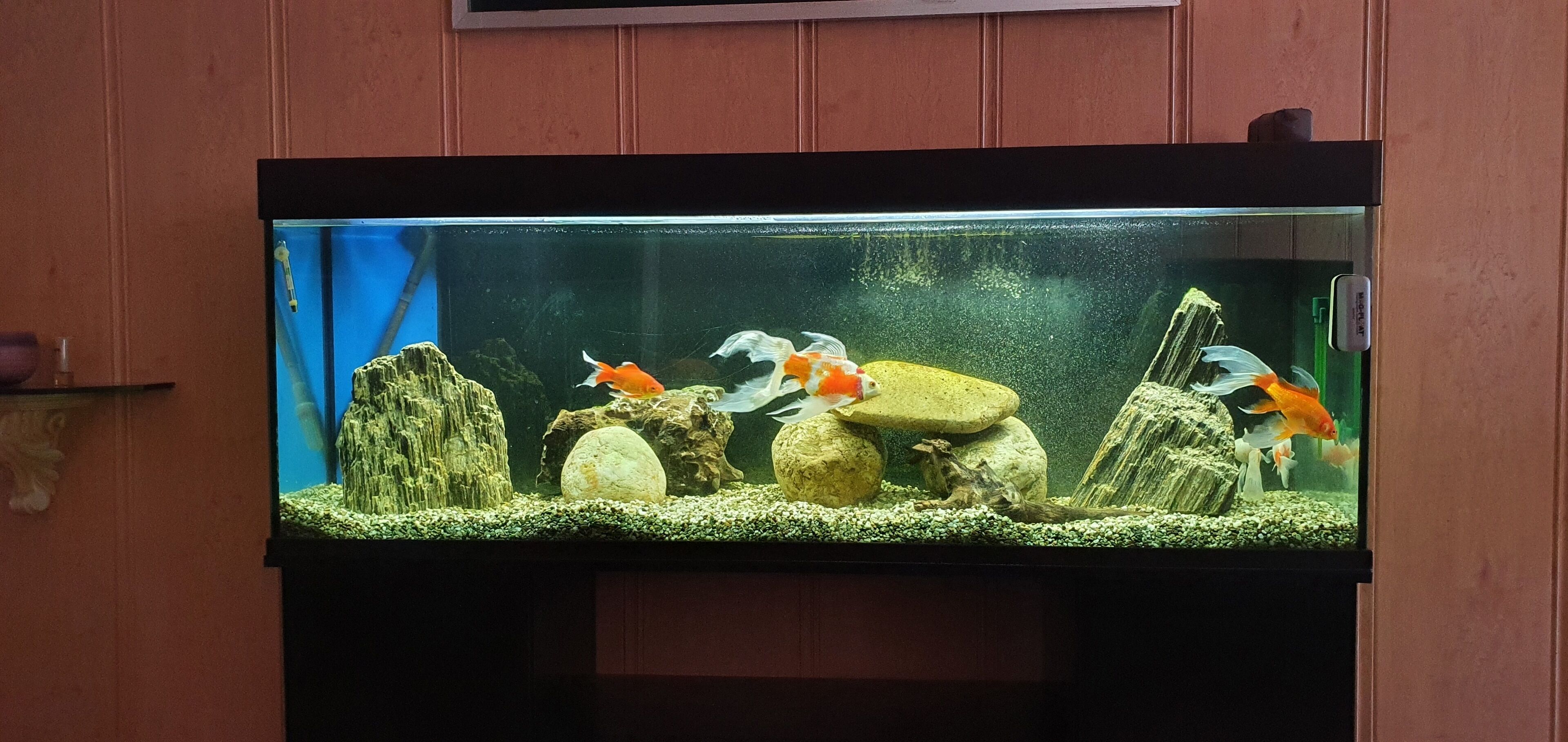 Un aquarium rectangulaire doté d’un cadre foncé, contenant des poissons orange et blancs, des rochers et une décoration représentant une cascade.