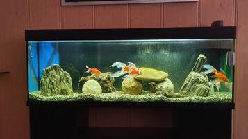 Un aquarium rectangulaire doté d’un cadre foncé, contenant des poissons orange et blancs, des rochers et une décoration représentant une cascade.