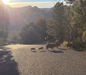 Un camino de grava con jabalíes en un entorno natural, rodeado de árboles y montañas.