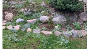 Eine rustikale Holzhütte, umgeben von einer felsigen Landschaft mit dichten Nadelbäumen.