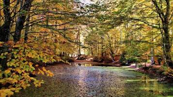 Escena de un bosque con un arroyo tranquilo, árboles con hojas otoñales y un puente de madera.
