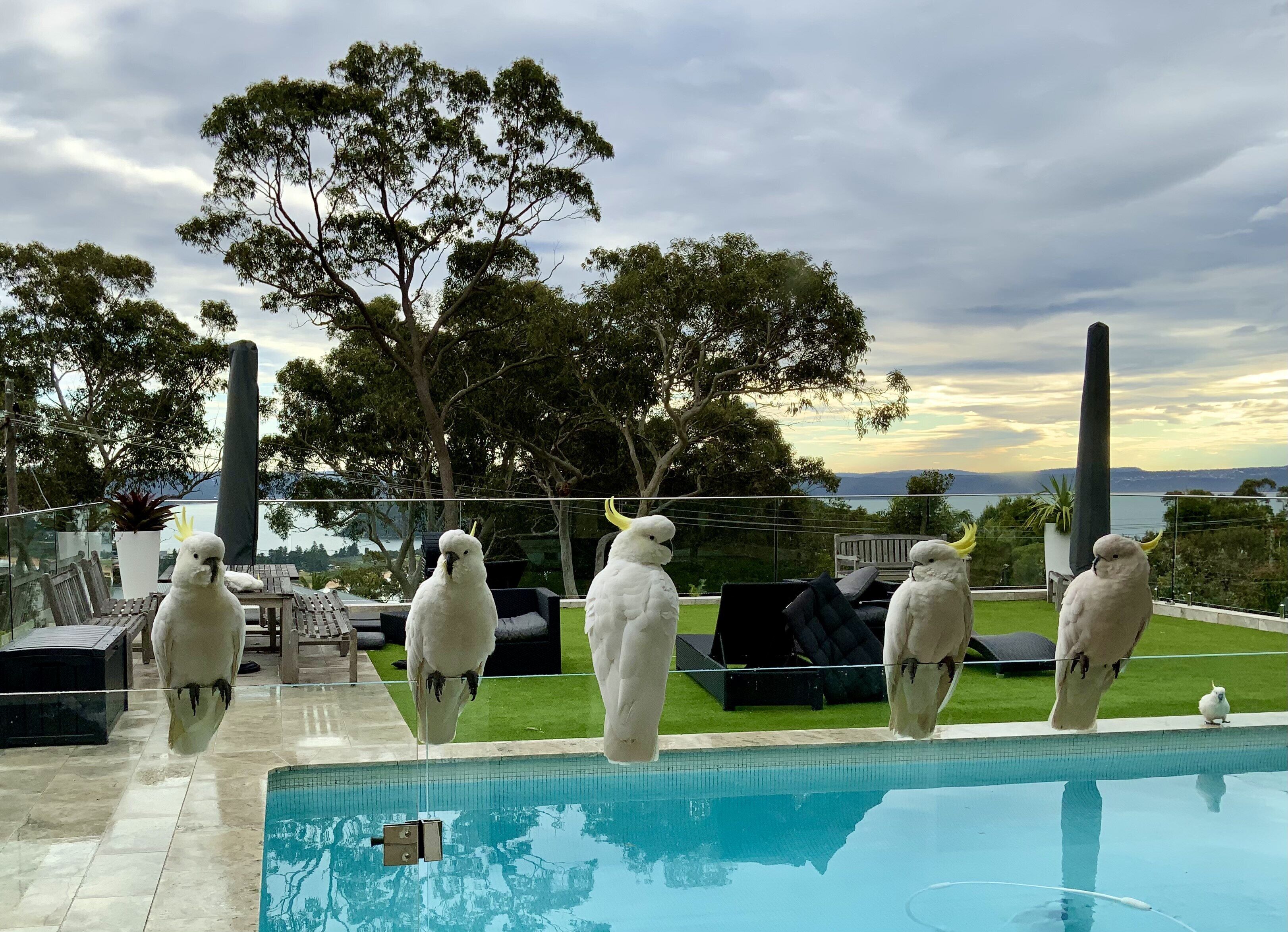 Luxury family resort style Palm Beach home  — image 11