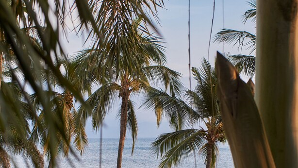 A pool area with lounge chairs and umbrellas, palm trees, and a view of the ocean.