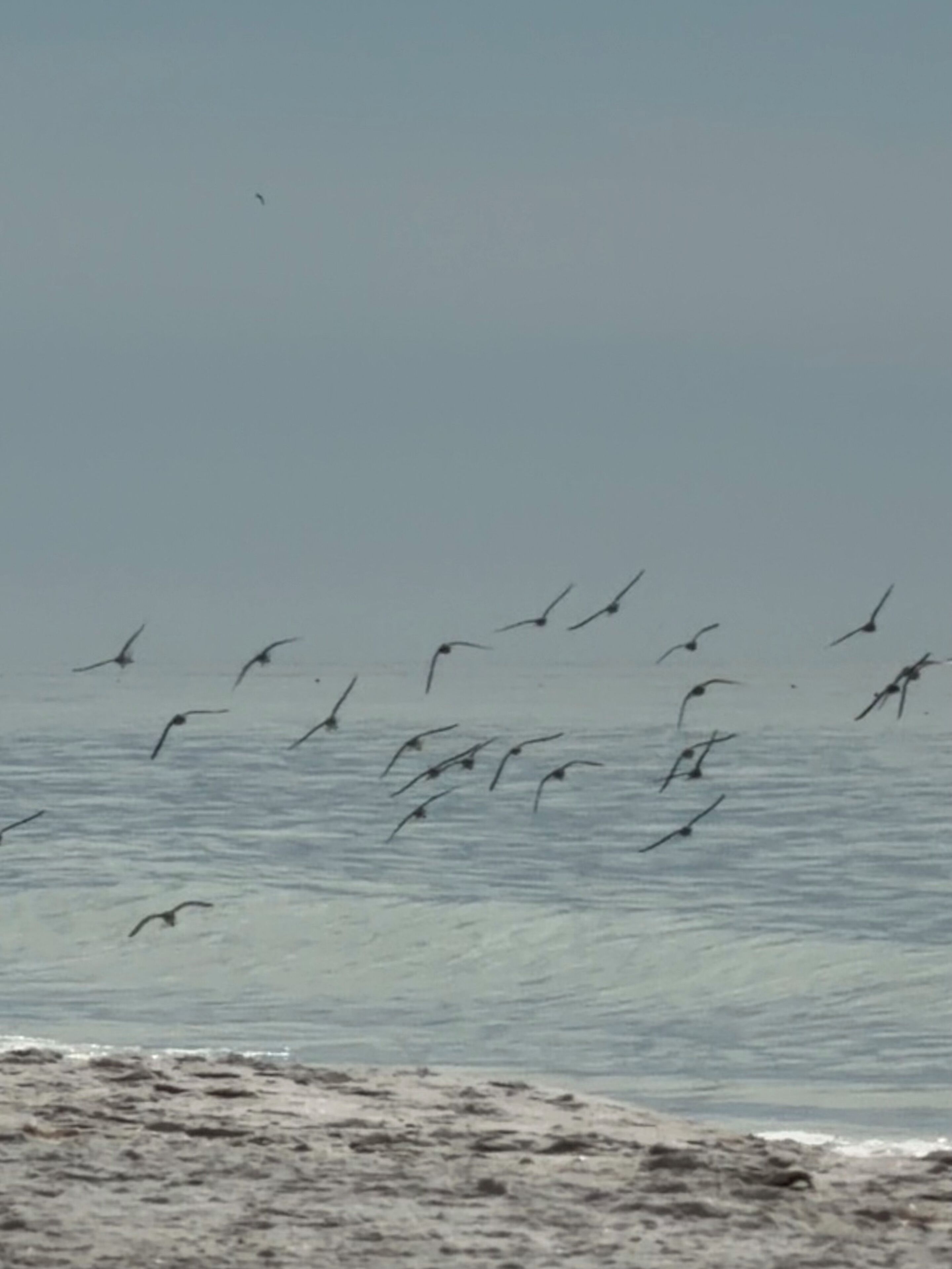 Ein Strand mit einer Vogelflocke, die über dem Wasser fliegt.