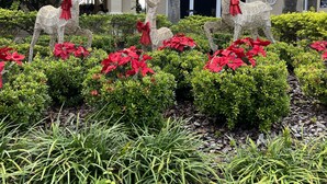 A landscaped garden with decorative deer statues and red poinsettia plants in front of a building with a tiled roof and columns. - SLEEP 17,6BR/4BADisney  Villa@WindsorHills,themed,Spa,Pool,GameRoom,5mi@Disney! (Kissimmee)