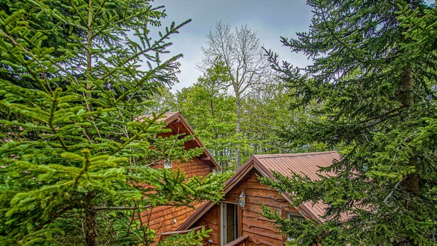 A wooden cabin surrounded by dense forest.