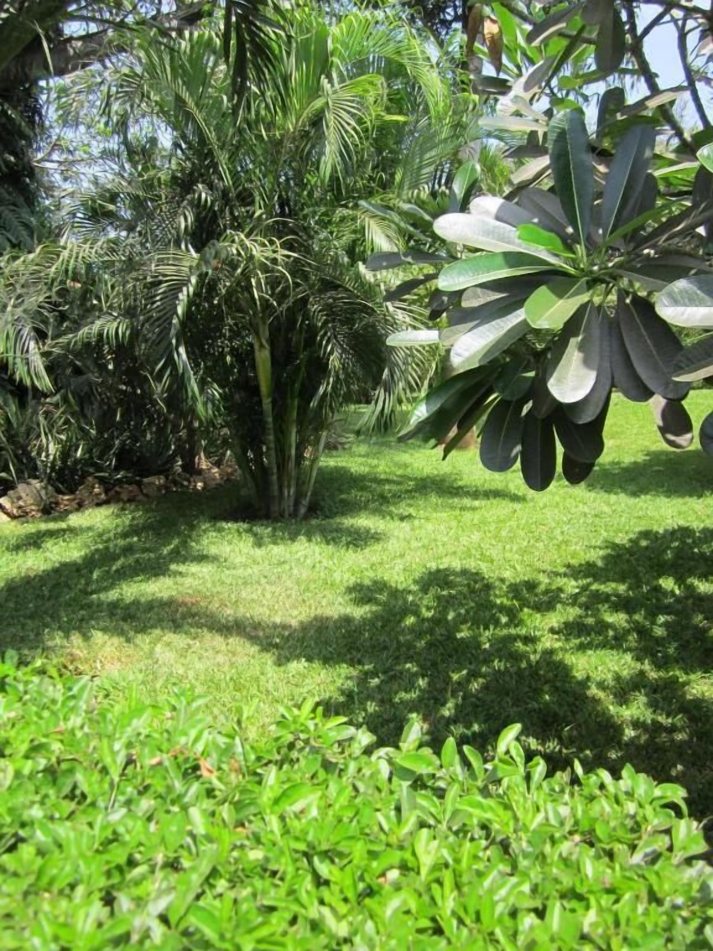 A lush garden with various tropical plants and a well-maintained lawn.