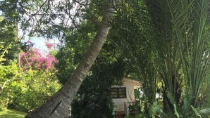 A lush garden with a prominent palm tree, dense foliage, and a building with a red roof. - Casa Sack Ocean Front apartment  (Rincon)