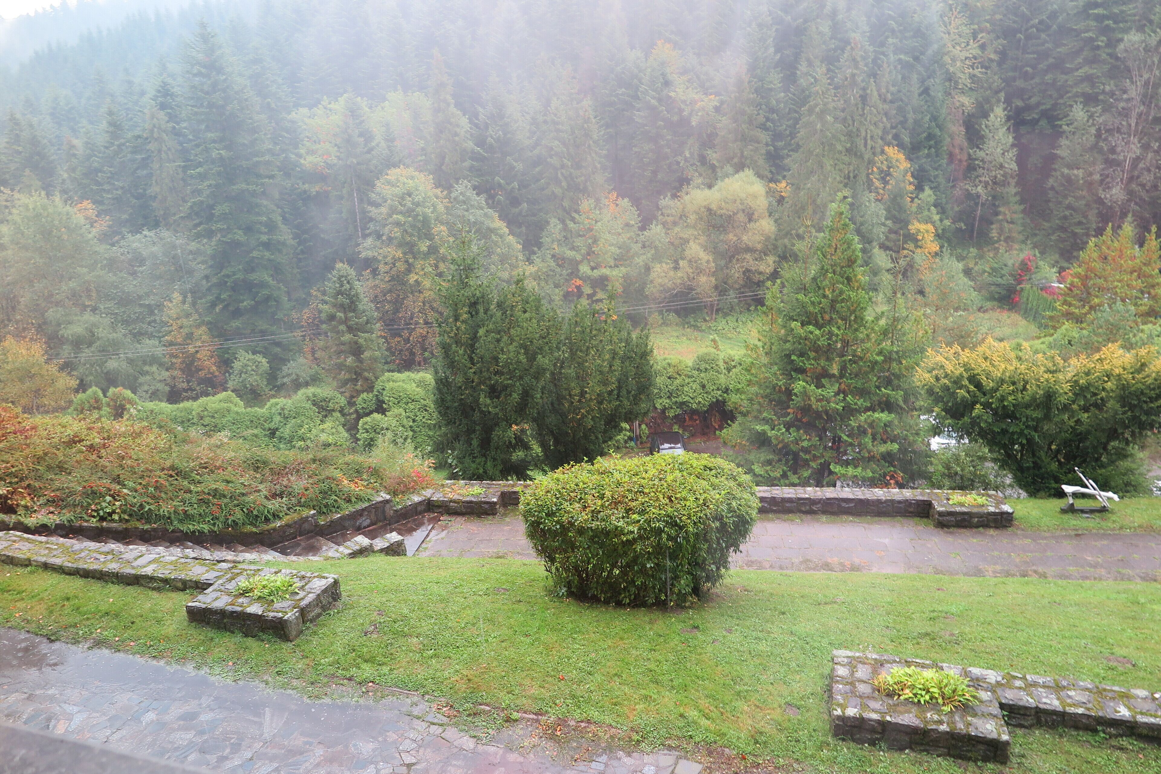 A garden with a stone pathway, a central bush, and a forested hillside in the background.