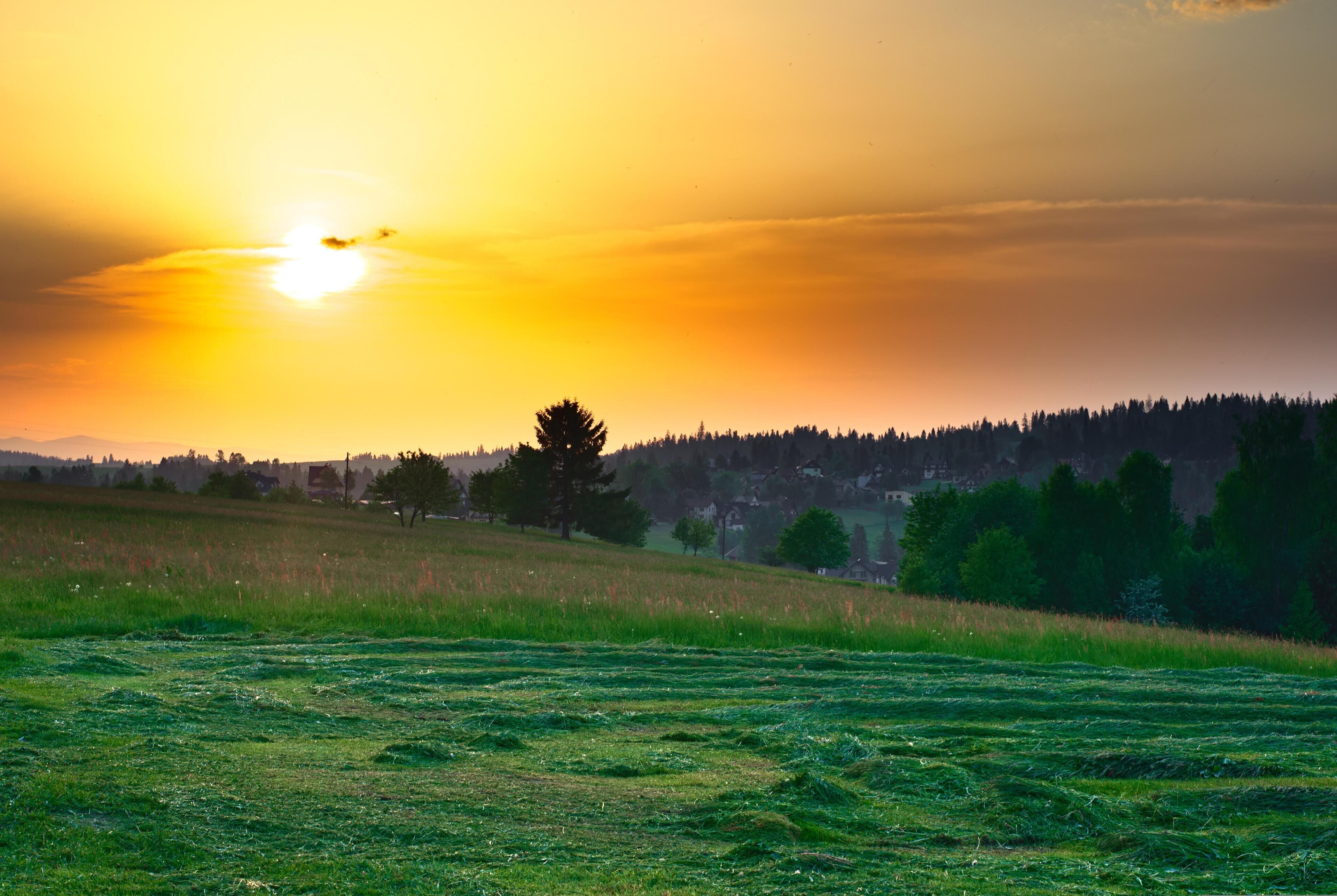 A sunset over a grassy field with a forest in the background.