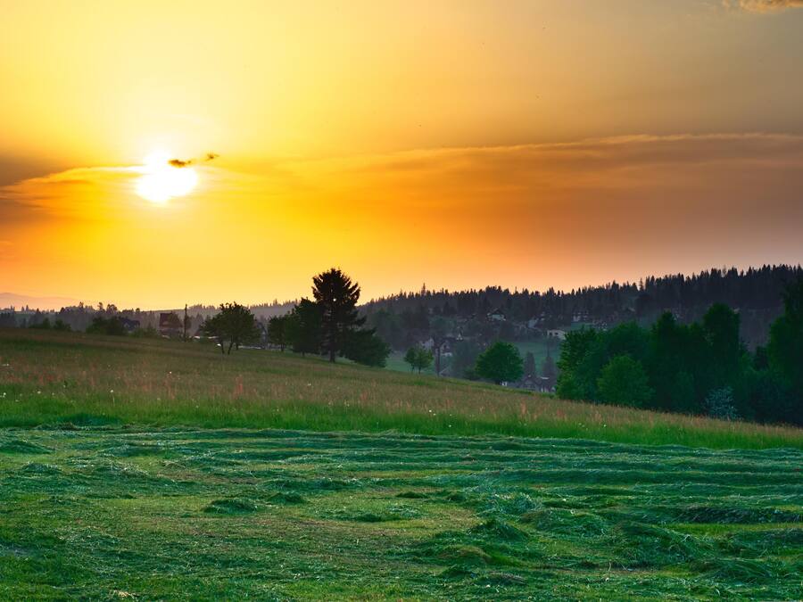 A sunset over a grassy field with a forest in the background.