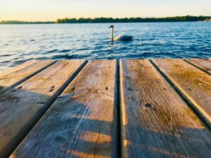 Un muelle de madera que se adentra en un cuerpo de agua, con un cisne nadando a lo lejos.