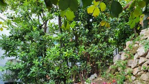 A garden with a variety of plants and flowers, a stone wall, and a brick border.