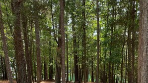 Uma área arborizada com um caminho de concreto sinuoso.
