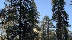 A snowy forest with tall pine trees and a clear sky. - The Bear Slumbers in Big Bear, spa, WiFi, foosball, pool/ping-pong (Big Bear)