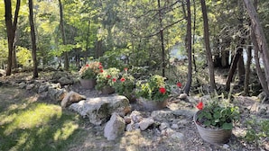 Ein bewaldetes Gebiet mit Kübelpflanzen und Steinen.