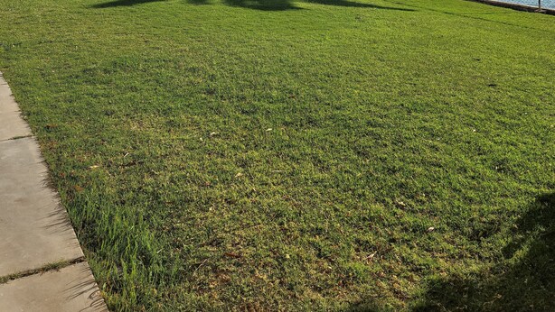 A grassy area with a pathway and two palm trees. - Riverfront house with casino view (Bullhead City)