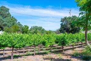 A vineyard with rows of grapevines supported by wooden stakes.