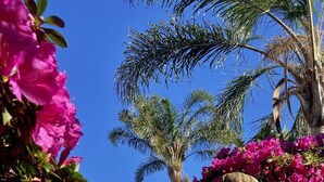 Un jardin orné d’une statue, de fleurs roses et surplombé d’un ciel bleu clair.