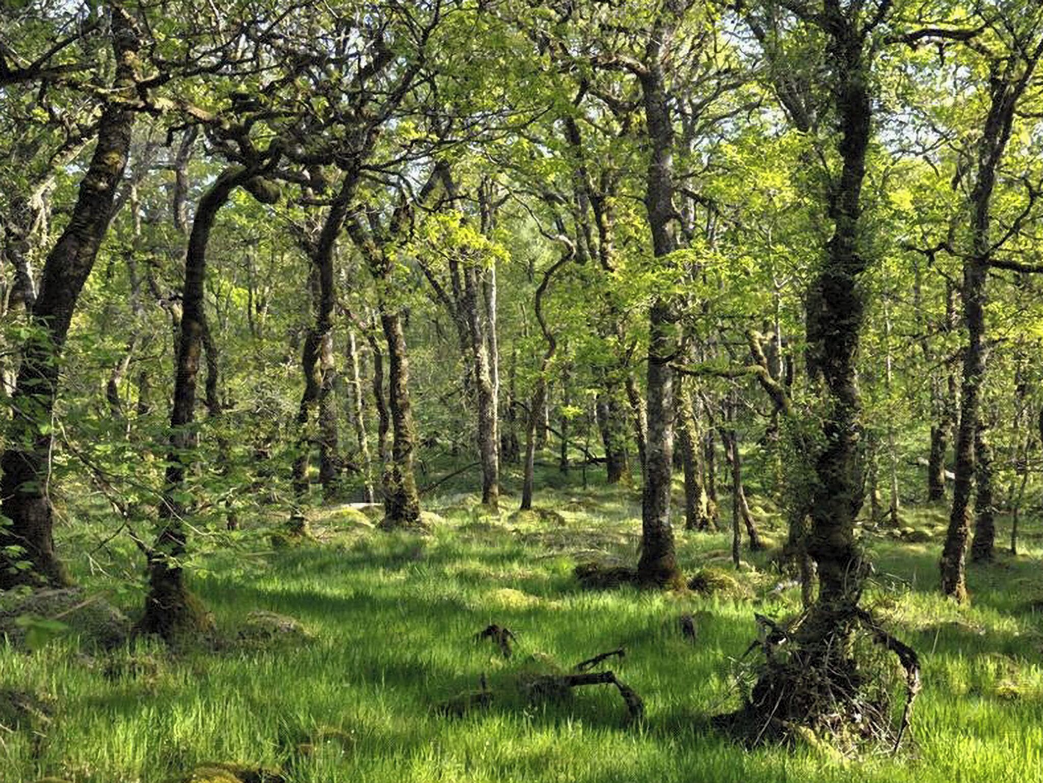A dense forest with tall trees and a grassy ground.