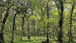 Een dicht bos met hoge bomen en een grasrijke ondergrond.