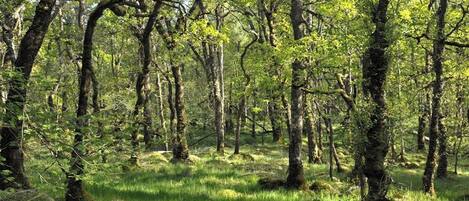 A dense forest with tall trees and a grassy ground.