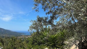 A landscape with olive trees, a palm, and a view of distant hills. - Villa PETRU **** with swimming pool, sea view, 10 mn from the beach (Sari-d'Orcino)