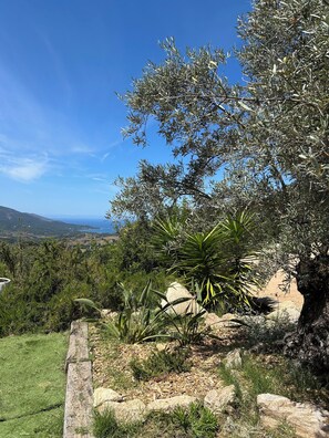 A landscape with olive trees, a palm, and a view of distant hills. - Villa PETRU **** with swimming pool, sea view, 10 mn from the beach (Sari-d'Orcino)