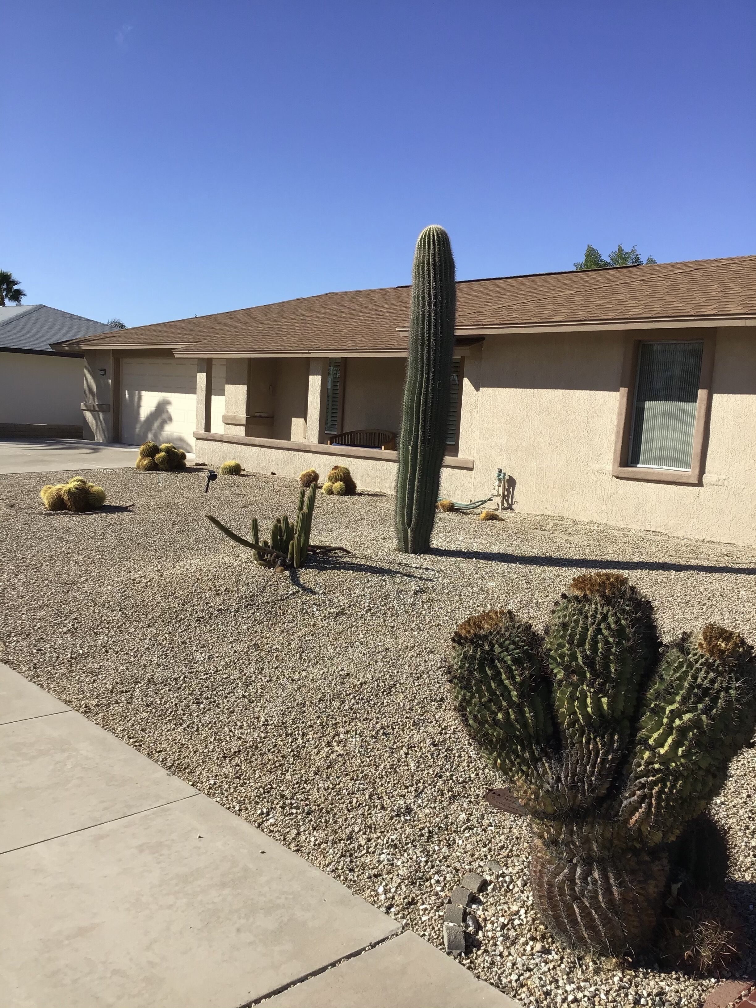 A residential area with a house featuring a sloped roof and beige exterior walls. There are several cacti in the front yard, including a tall, slender cactus and a few smaller, rounded ones.
