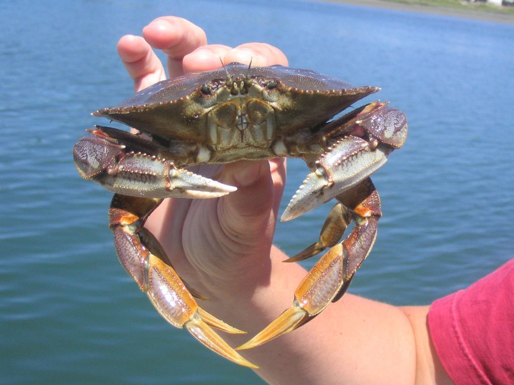 A person holding a crab with a clear view of the water in the background.