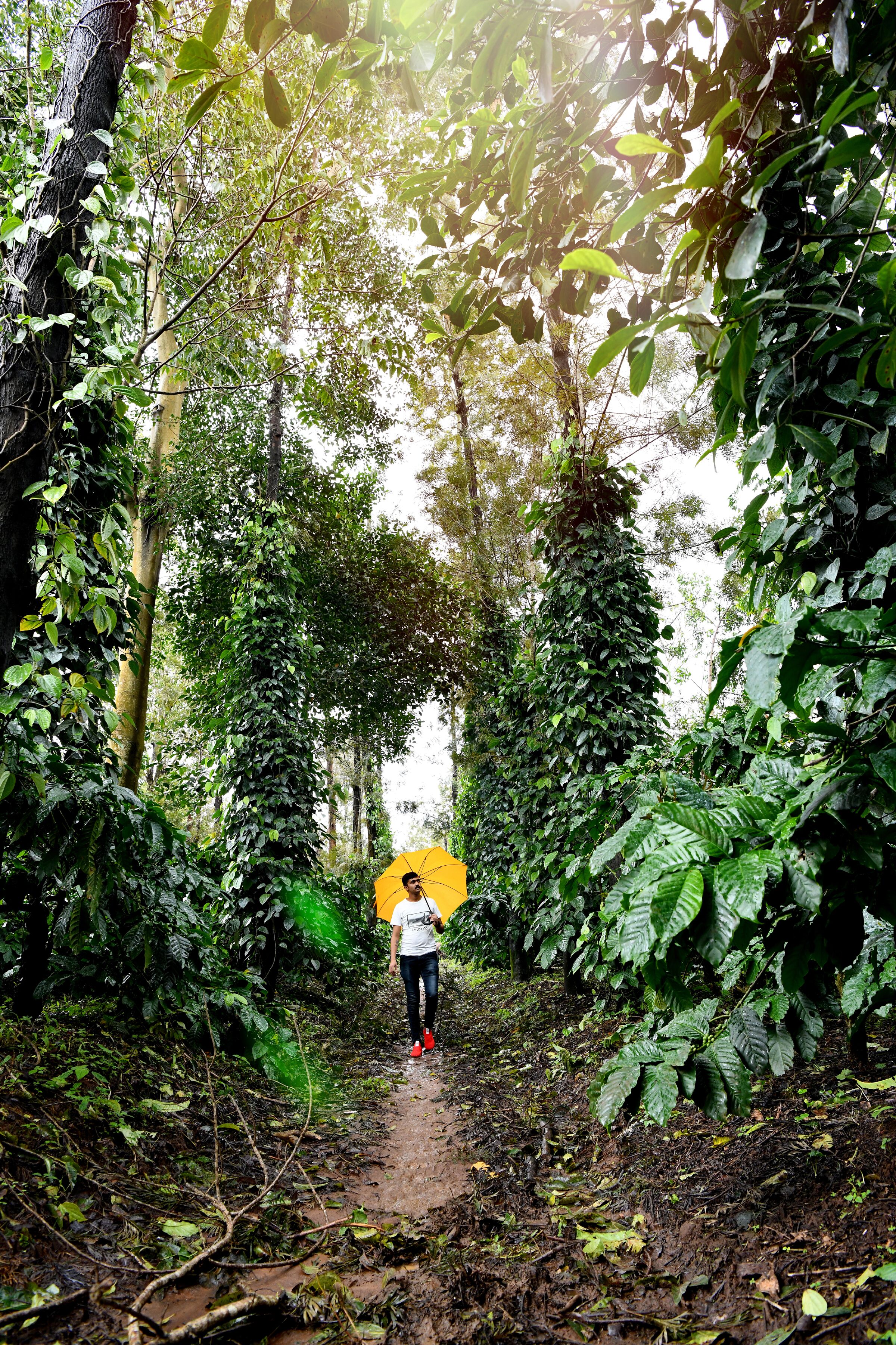 Una persona caminando por un sendero boscoso flanqueado por una vegetación densa.