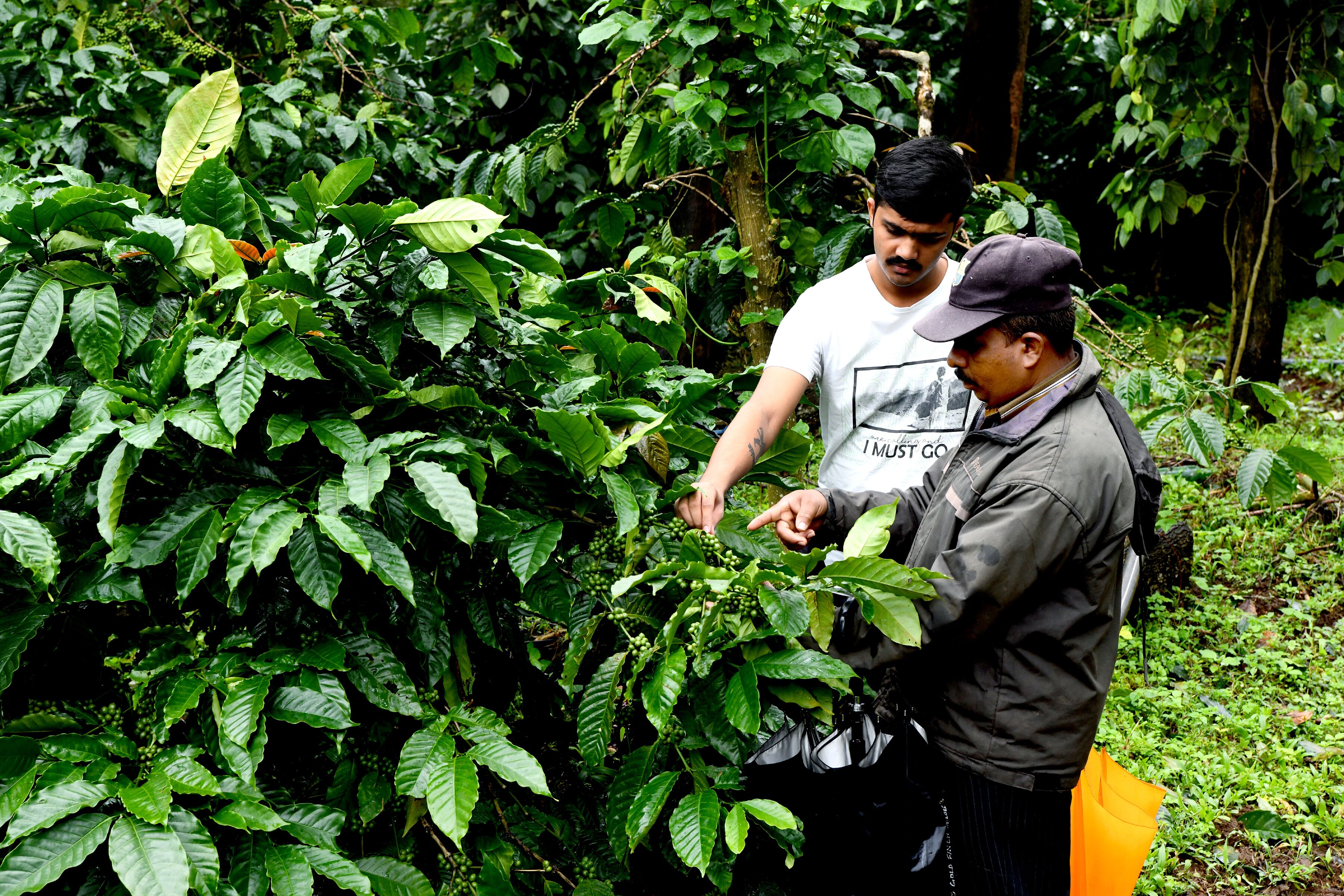 Two individuals examining coffee plants in a lush, green environment.
