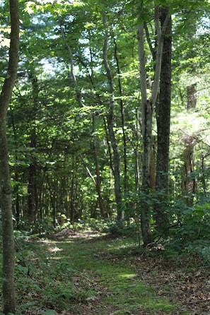 A forested area with tall trees and a grassy path.