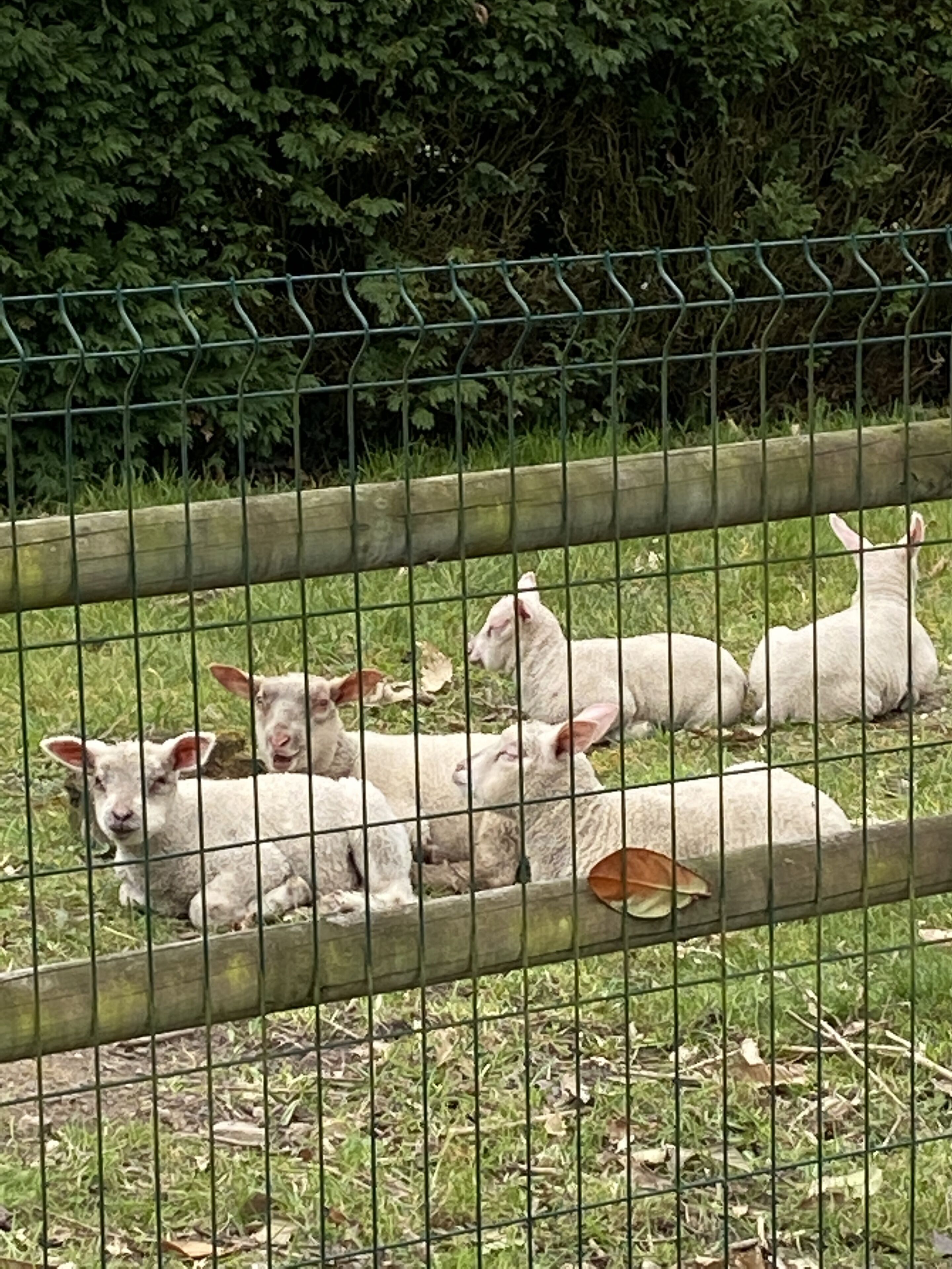Een groepje lammeren rust achter een prikkeldraad omheining in een grasrijk gebied, met weelderige beplanting op de achtergrond.