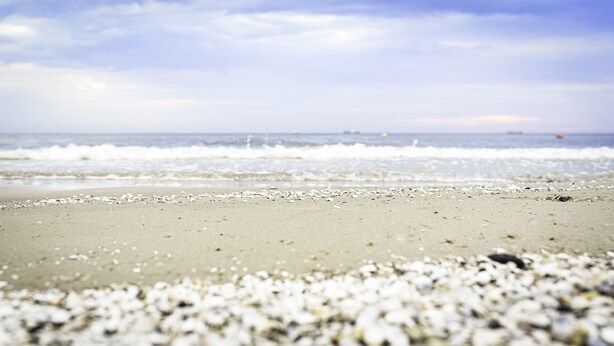 A beach with scattered shells and gentle waves. - Villa Bałtycka (Gdansk)