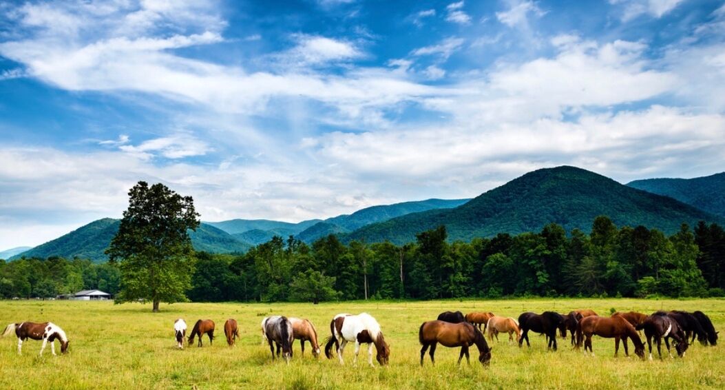 A field of horses grazing with a mountain range in the background.