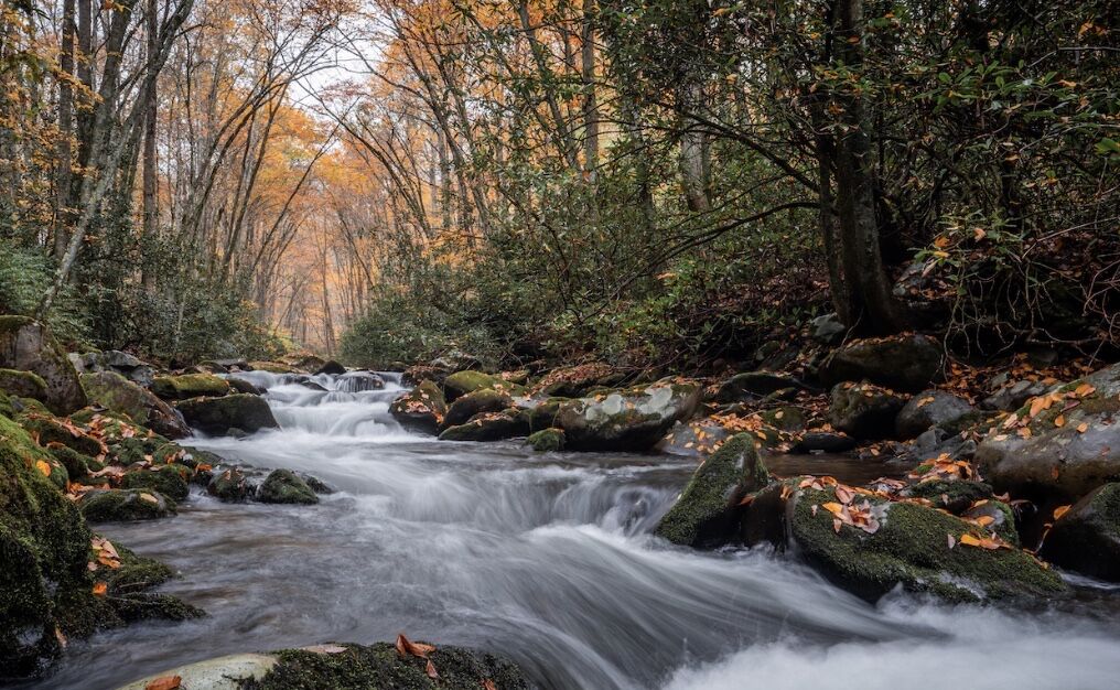 A forest stream with rocks and autumn leaves.