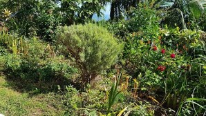 Ein Garten mit unterschiedlichen Pflanzen und Blumen, ein kleiner Baum und eine gelbe Struktur.