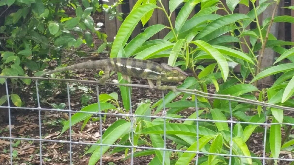 A lizard on a wire fence with green foliage in the background.